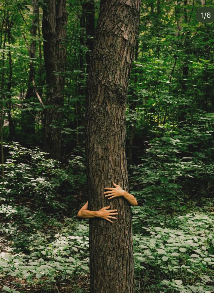 Forest Collection