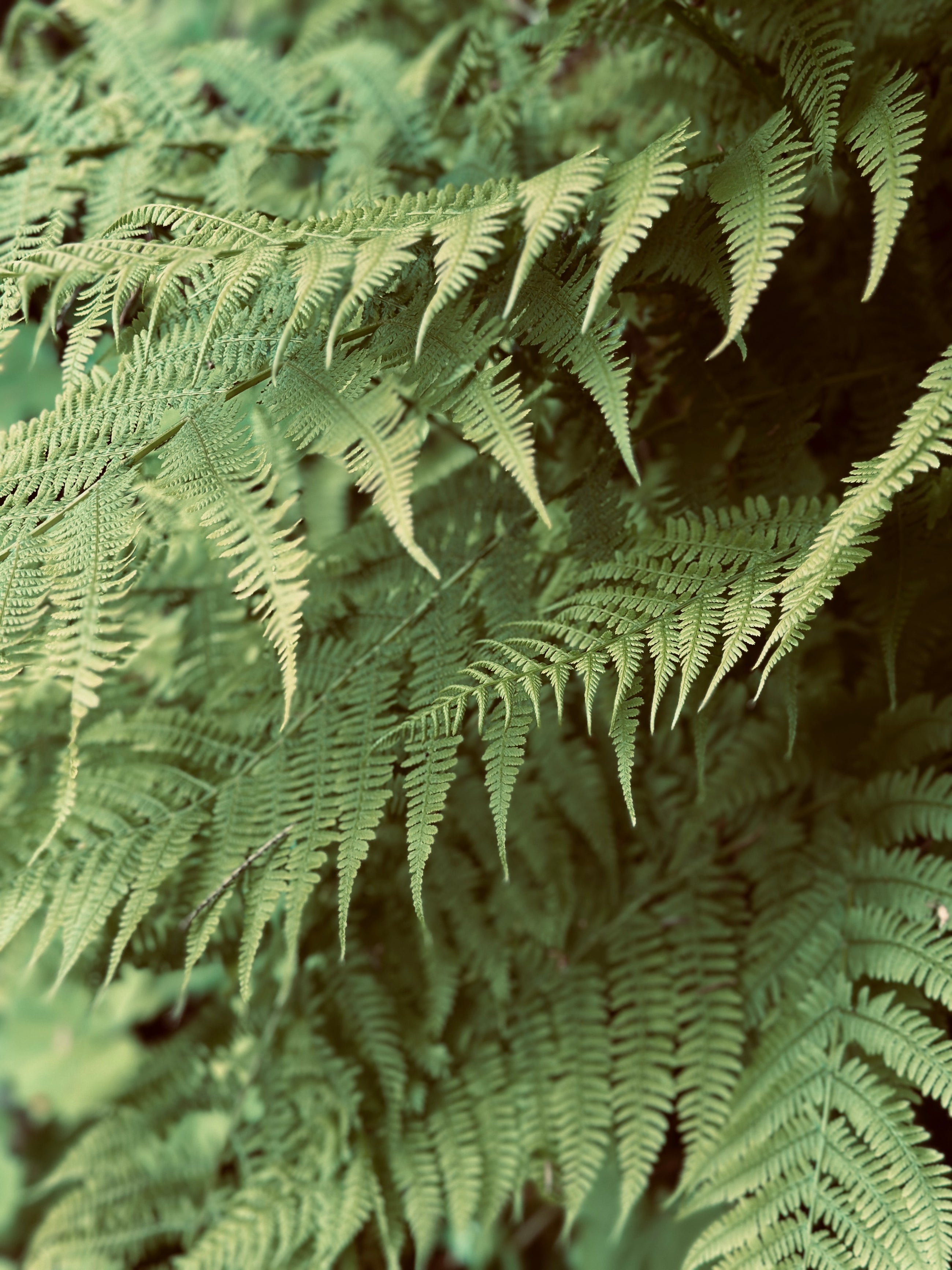 Close-up of fern leaves with a focus on texture and detail