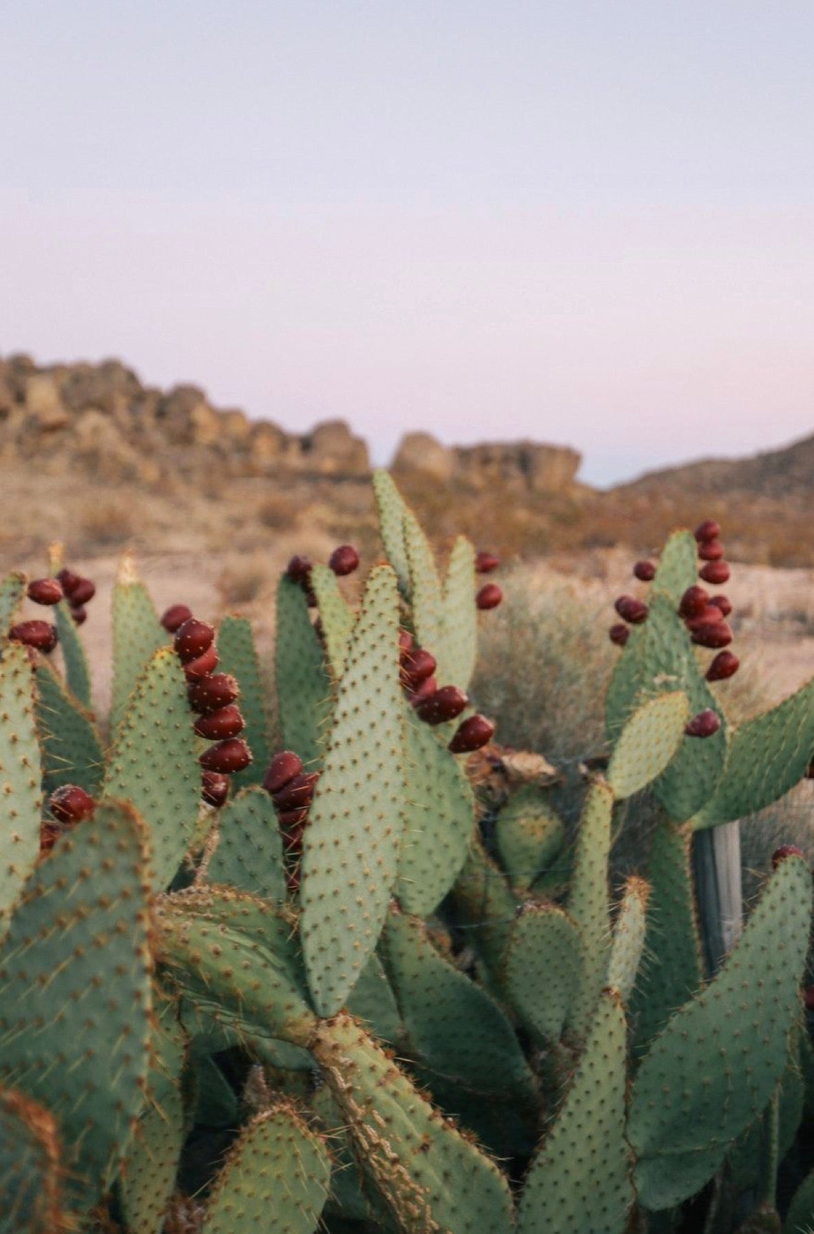 Cactus with red fruits against a desert landscape