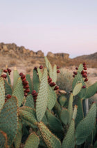 Cactus with red fruits against a desert landscape