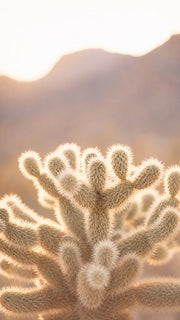 Desert Eau De Parfum