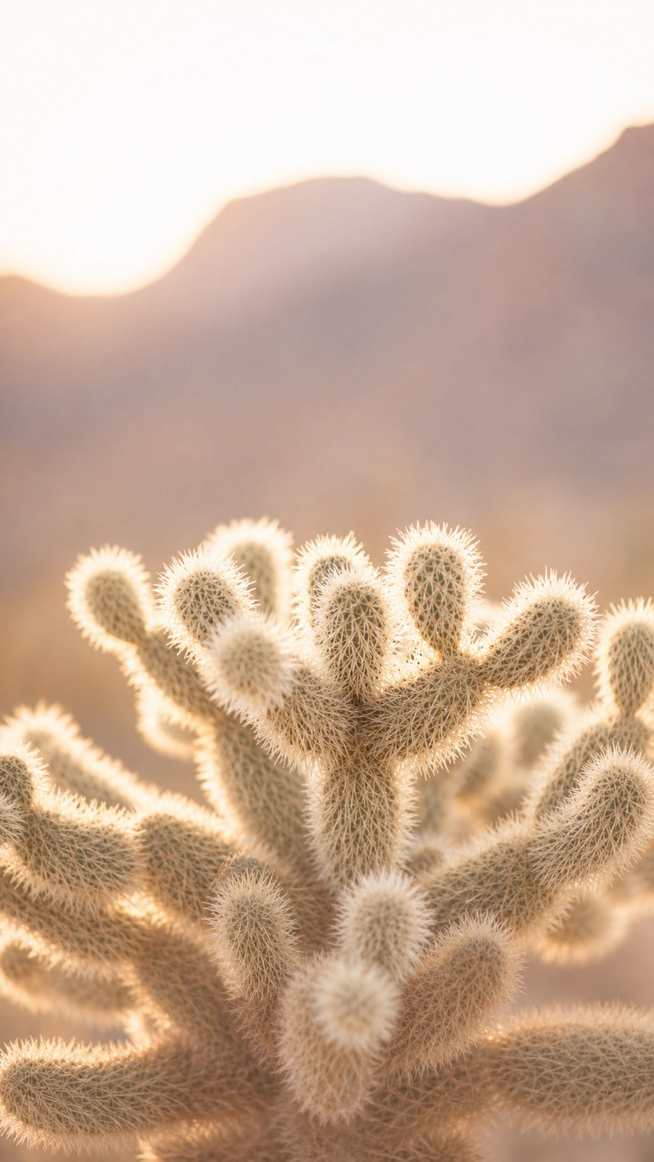 Desert Eau De Parfum