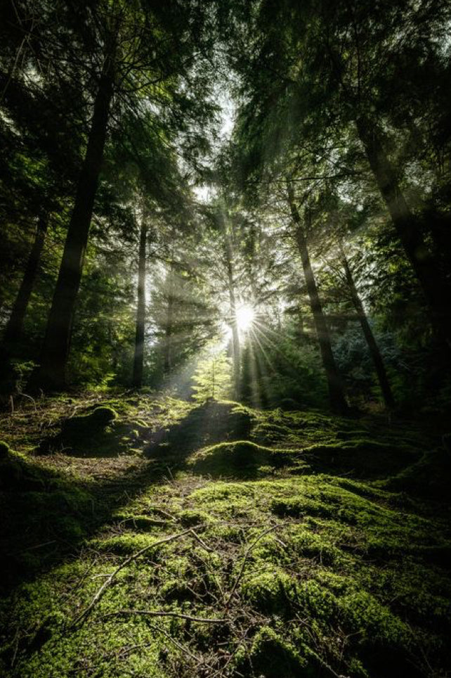 Sunlight filtering through trees in a dense forest
