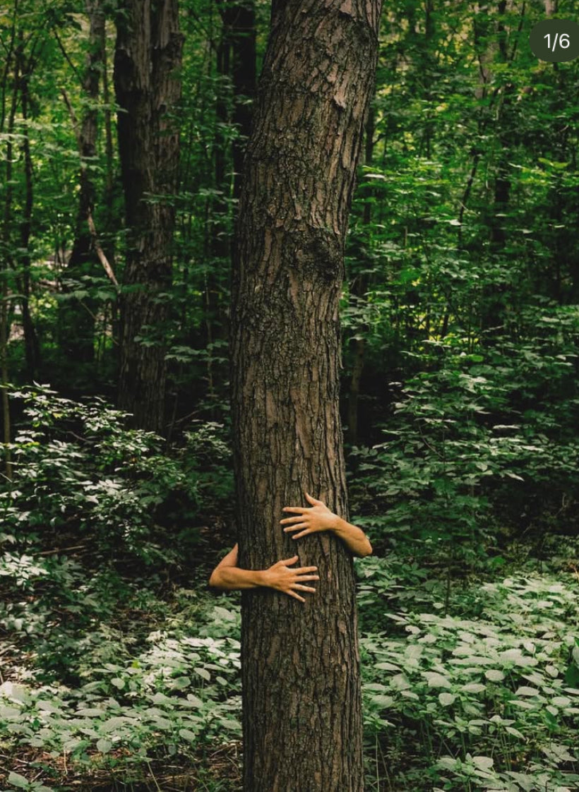 Forest Eau De Parfum
